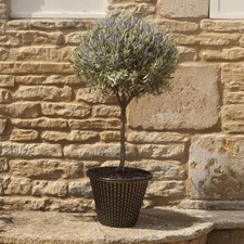 Mini Standard Tree, Lavender