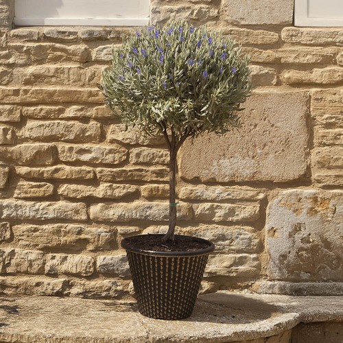 Mini standard tree - mini, lavender