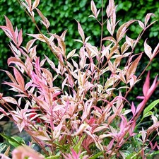 Nandina domestica Twilight - Heavenly Bamboo - Plant in 2 L Pot