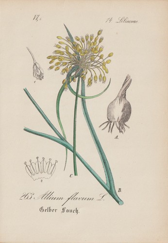 Yellow leek - (allium, flavum)