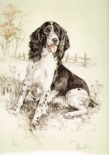 Springer Spaniel Print