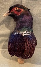 VERY RARE Ring-necked Pheasant