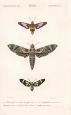 1861 OLEANDER HAWK MOTH & Bee Hawk Moth Print - Insect Art - 5.75 x 9.75 Inches