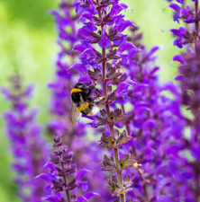 Salvia MEADOW SAGE Blue Purple