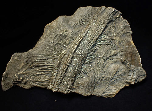Large golden pyrite - 3d,