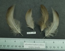 Four Medium Farm Raised Bronze Mallard Flanks Lot-SF 386