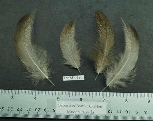 Four medium farm - four, raised