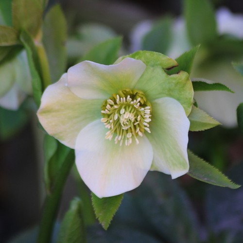Helleborus mature plant - helleborus,
