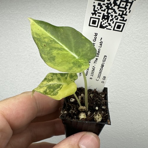 Alocasia black velvet gold - alocasia,
