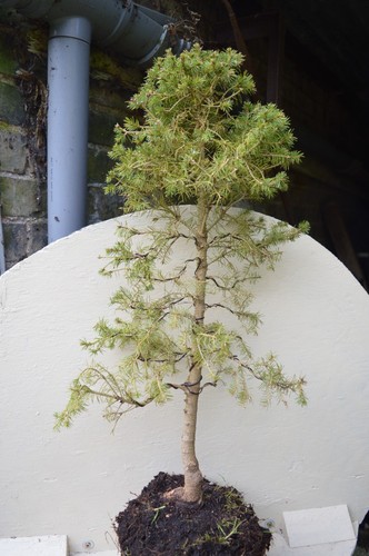 Pine tree bonsai 2ft - tree, 2ft/61cms
