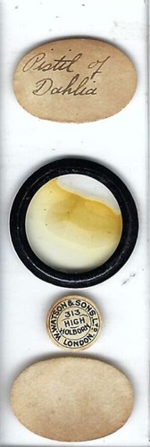 Pistil dahlia microscope - pistil,