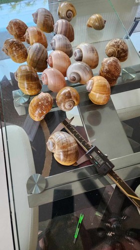 Giant african snail shell - giant,