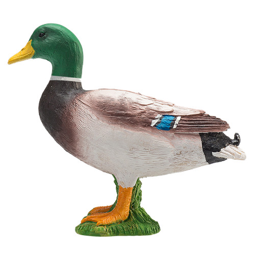 Mojo mallard duck - duck, farmyard