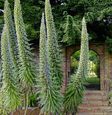 Echium pininana 'Blue Steeple' Bee friendy giant Supplied in a 0.8 Ltr pot