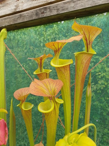 Sarracenia flava strained - sarracenia, x