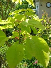 XL 3-4ft GOLDEN INDIAN BEAN TREE Catalpa Bignoniodes Aurea 7lit Pot UK Nursery