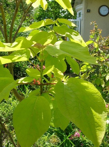 3ft golden indian bean - lg,