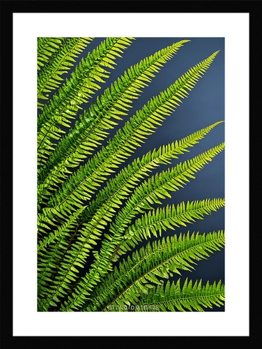 Timeless fern fronds print - fern,