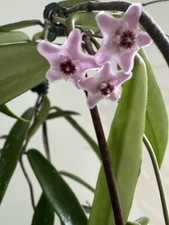 Hoya Minibelle Splash Fresh