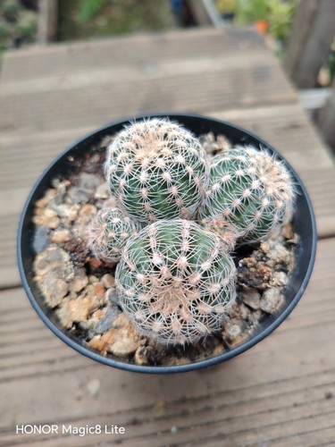 Gymnocalycium bruchii