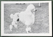 STANDARD POODLE   Vintage 1955