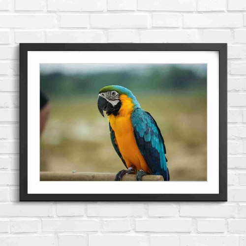 Blue and gold macaw - blue,