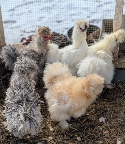 Silkie chicken fertile - silkie,