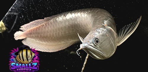 Silver arowana 17 - arowana, 15"-17”