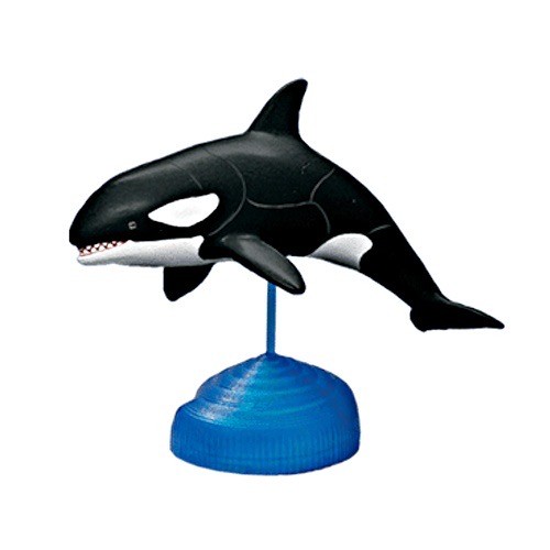 Orca killer whale sea life - killer, 4d
