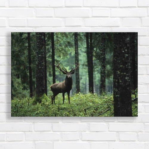 Enchanting forest encounter - forest,