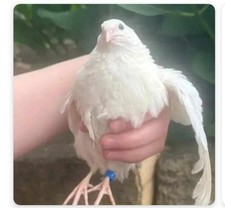 12 X Coturnix Quail English