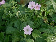 ORGANIC  NORFOLK PINK HARDY