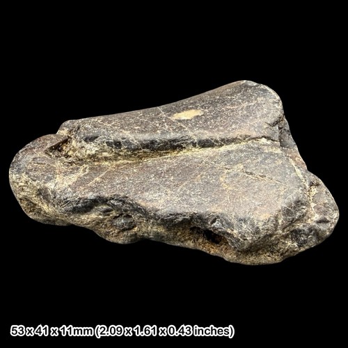 Rare iguanodon jaw fossil with - rare,