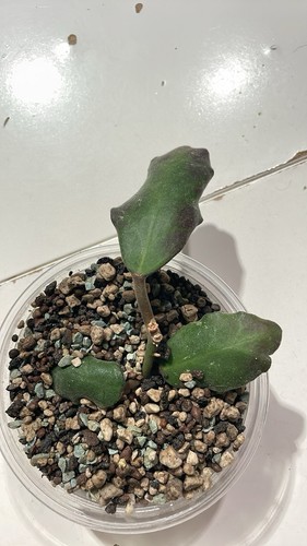 Hoya waymaniae malaysia - malaysia, 2
