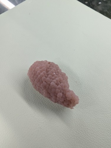 Purple mystery snails - purple, eggs