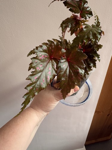 Begonia serratipetala rare - begonia,