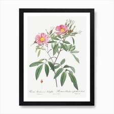 Swamp Rose, Pierre Joseph