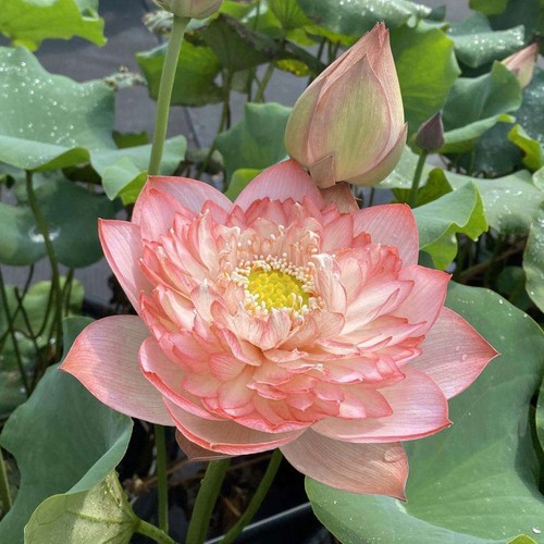 20pcs lotus seeds - flower, seed