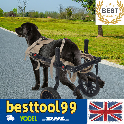Pet rehabilitation walking - pet,
