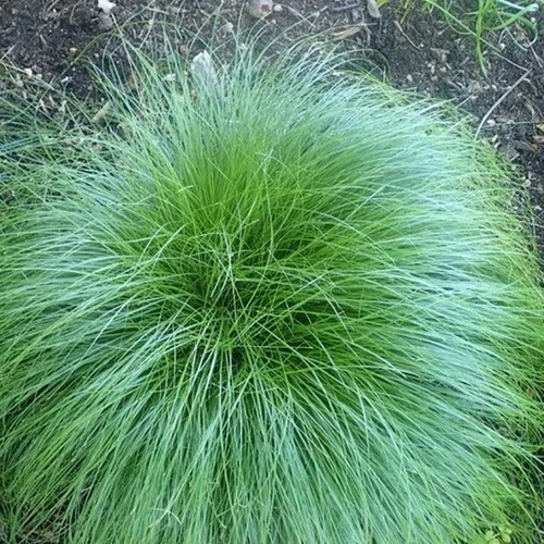 Rough fountain dropseed grass - fountain,