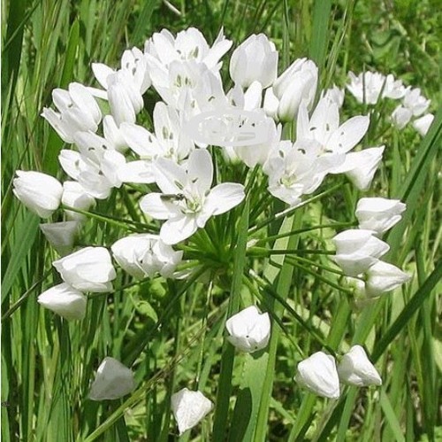 Neapolitanum allium garden - allium,