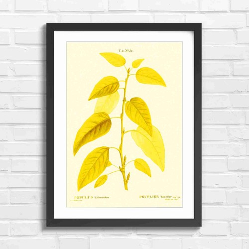 Botanical poplar leaf study - botanical,