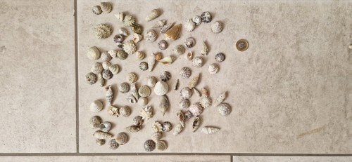 Hermit crab shells marine - hermit,