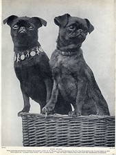 BRUSSELS GRIFFON NAMED DOGS LOVELY OLD ORIGINAL DOG PRINT PAGE FROM 1934