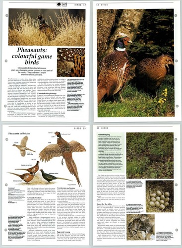 Pheasants colourful game birds - game,