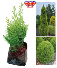 Thuja occidentalis