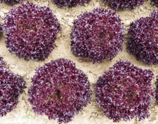 Firecut Lettuce Plug Plants