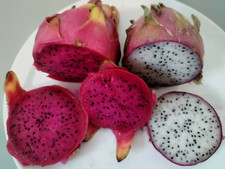 WHITE DRAGON FRUIT  25  SEEDS + FREE 25 RED DRAGON FRUIT SEEDS