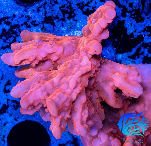 Aquacultured orange setosa - aquacultured,
