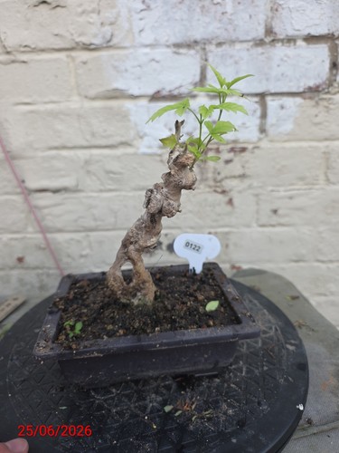 Vitex negundo bonsai - negundo,